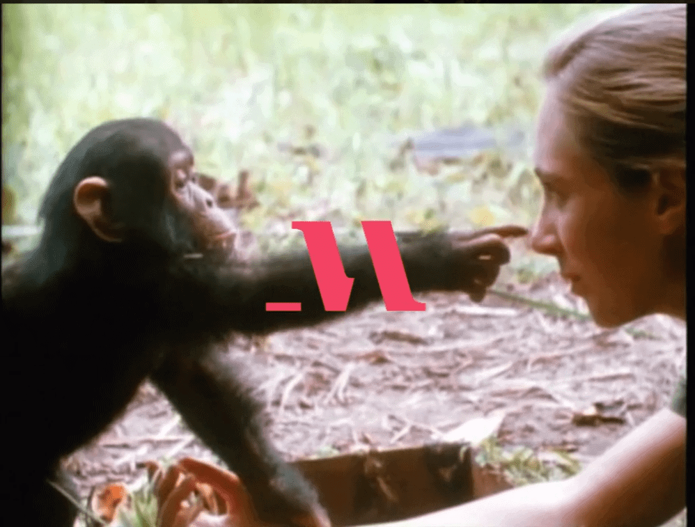 Jane Goodall Conservation Masterclass Review -Chimpanzee behavior 