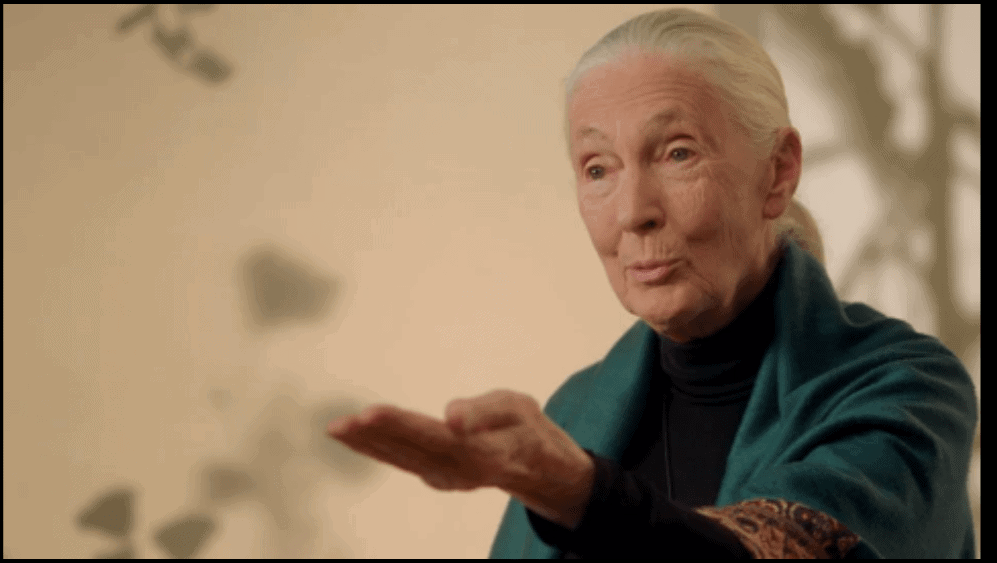 Jane Goodall Teaches Conservation MasterClass
